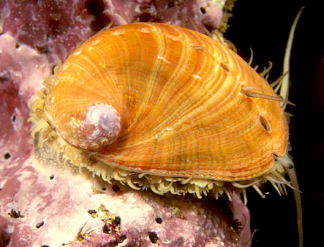 Image of a marine snail