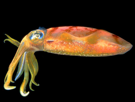 Image of a colorful squid