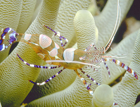 Image of a pacific clown anemone shrimp