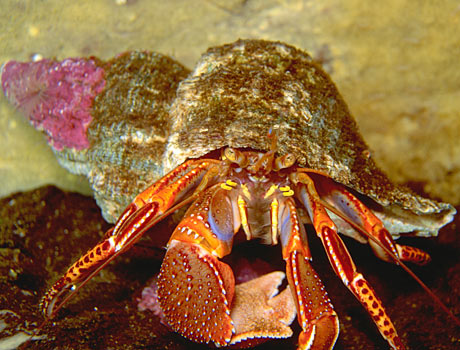 Image of a hermit crab on the ocean floor