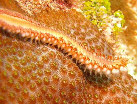 Image of an orange fireworm on a coral colony