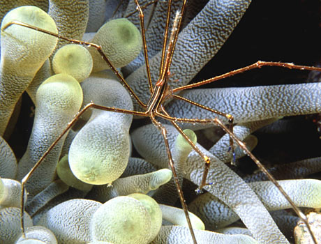 Image of an arrow crab in the tentacles of a sea anemone