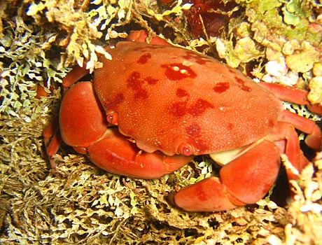 Image of a red reef crab