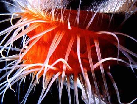 Image of a flame scallop