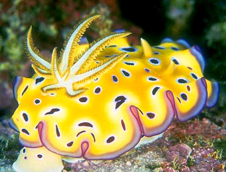 Image of a yellow nudibranch or sea slug