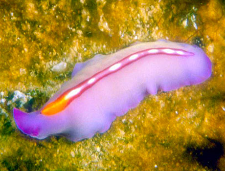 Image of a purple nudibranch or sea slug