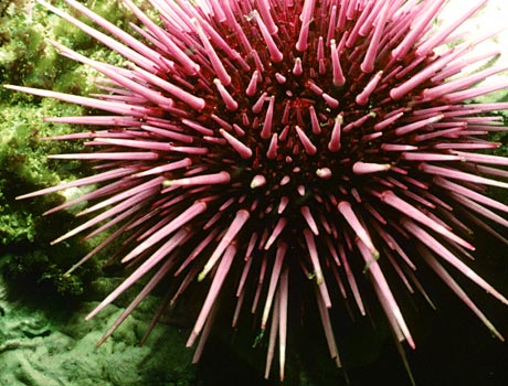 Image of a purple sea urchin