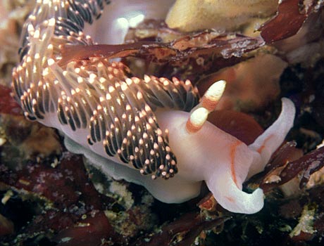 Image of a white nudibranch