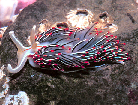 NOAA Image of an Opalescent Sea Slug