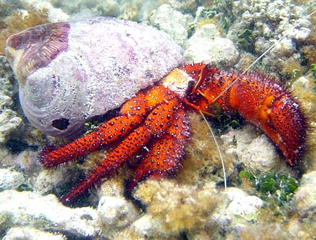 NOAA Image of a White-Spotted Hermit Crab