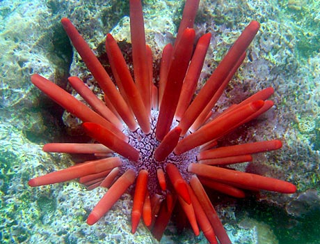 NOAA Image of a slate pencil sea urchin