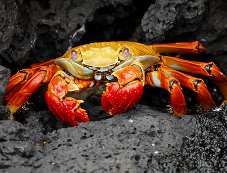 NOAA Image of a Sally Lightfoot crab on a rock ledge