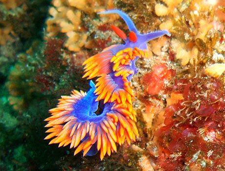 NOAA Image of a Spanish Shawl nudibranch