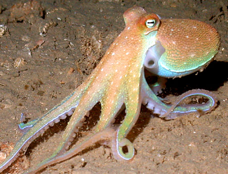 NOAA Image of an octopus in the Gulf of Mexico