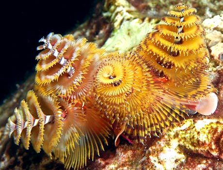 NOAA Image of a group of Christmas Tree worms