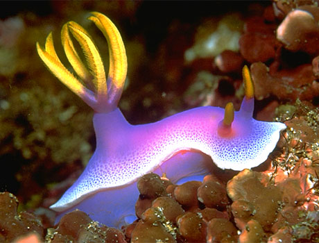 Image of a purple sea slug