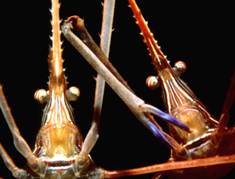 Image of a two arrow crabs