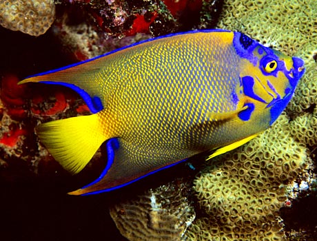 NOAA Image of a queen angelfish