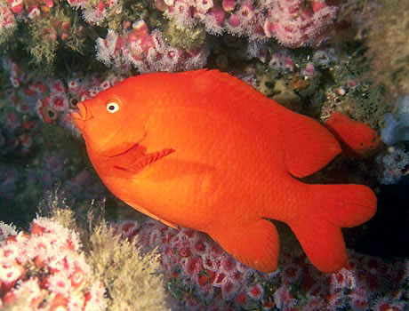 Image of a red garibaldi