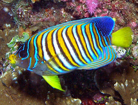 NOAA image of a regal angelfish