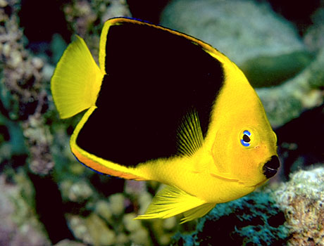 Image of a rock beauty angelfish