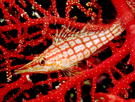 Image of a longnose hawkfish