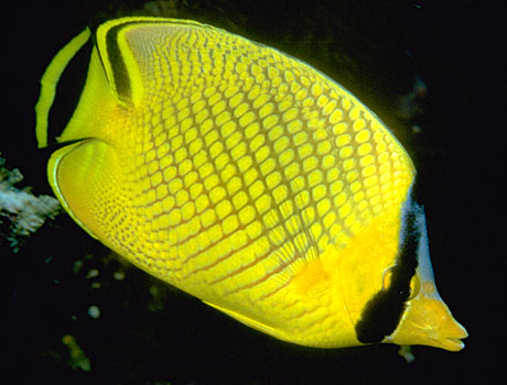 Image of a latticed butterflyfish
