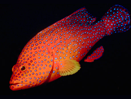 Image of a leopard coral trout