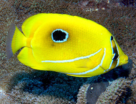 NOAA Image of a Bennett's butterflyfish