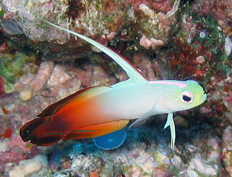NOAA Image of a fire goby