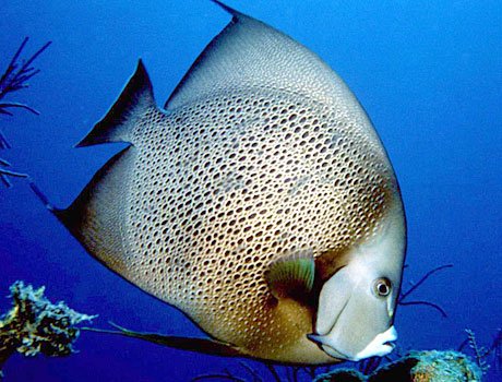 Image of a french angelfish
