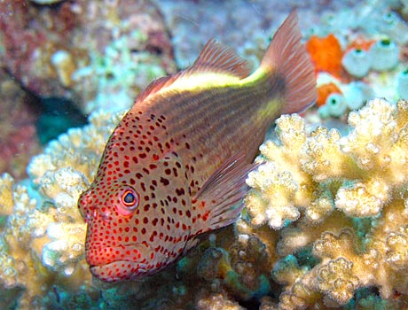 NOAA Image of a freckled hawkfish
