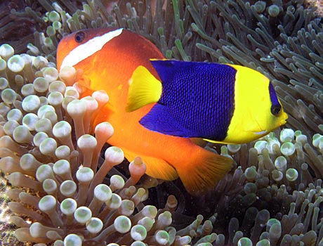 NOAA Image of a bicolor angelfish and a tomato clownfish in a sea anemone