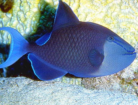 Image of a redtooth triggerfish