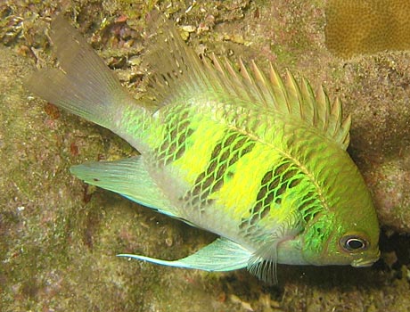 NOAA Image of a staghorn damselfish