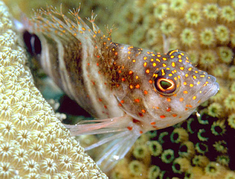 Image of a redspotted hawkfish