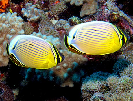 NOAA Image of a pair of redfin butterflyfish