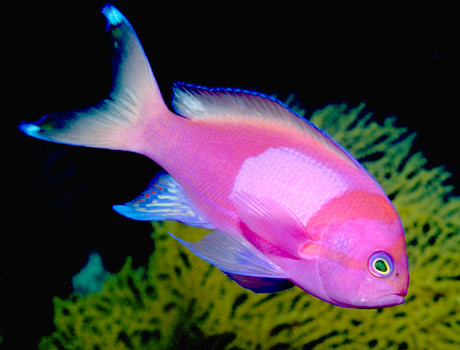 Image of a squareback anthias