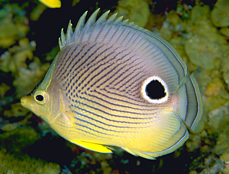 Image of a foureye butterflyfish