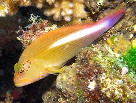 NOAA Image of an arc-eye hawkfish