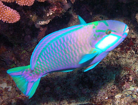 NOAA Image of a bleeker's parrotfish