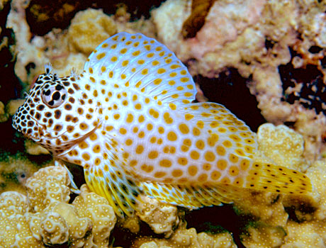 Image of a leopard blenny