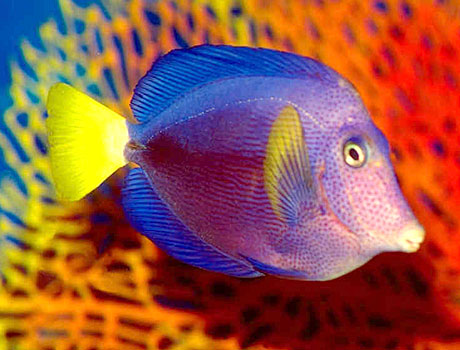 Image of a purple tang