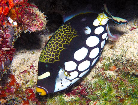 NOAA image of a clown triggerfish