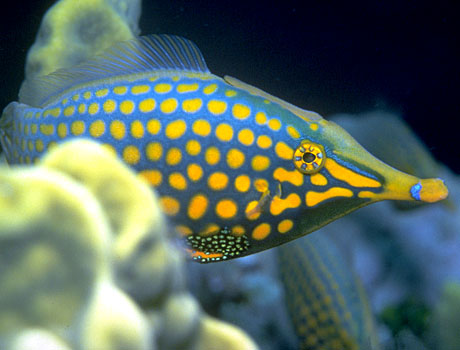 Image of an orangespotted filefish