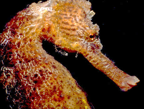 Closeup image of a seahorse