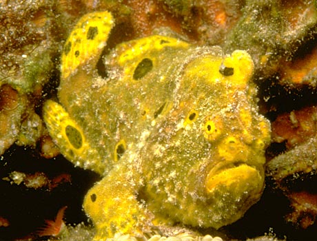 Image of an oscellated frogfish