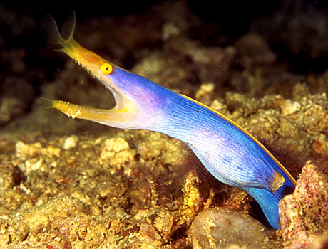 Image of a ribbon eel