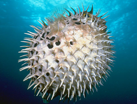 Image of a longspined porcupinefish