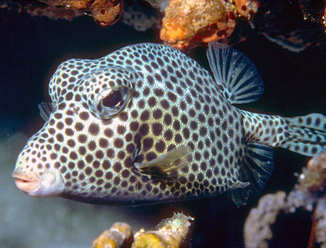 Image of a spotted trunkfish